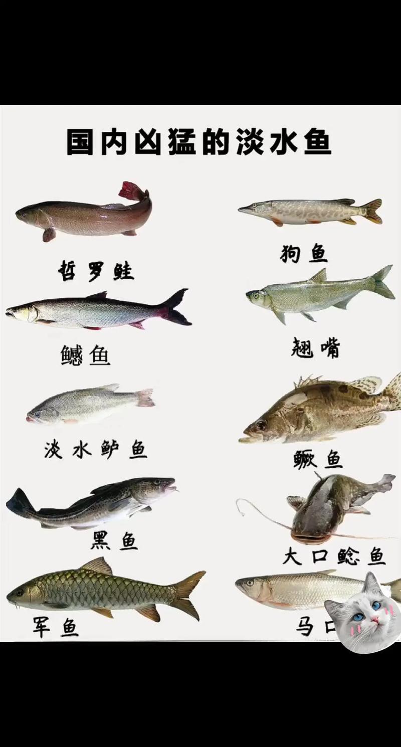国内淡水鱼十大鱼种水层分析 解构水下生态系统