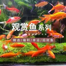 淡水鱼鱼苗 从孵化到丰收的水中希望