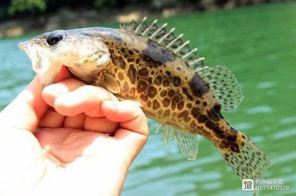 清蒸淡水之王 品味凶猛淡�水鱼的极致鲜甜