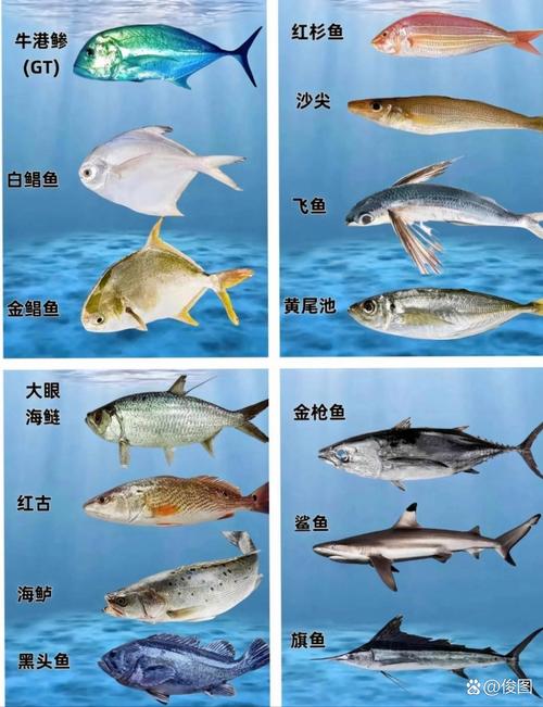 我国淡水鱼有1000多种,著名的 "四大家鱼"及鲤鱼,鲫鱼等都是主要的